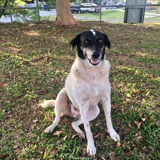 Minstrel - Mixed Breed Dog