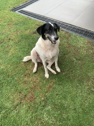 Minstrel - Mixed Breed Dog