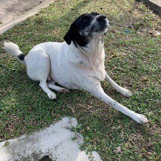 Minstrel - Mixed Breed Dog