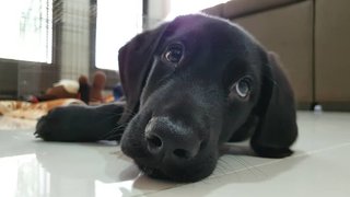 Peanut - Doberman Pinscher + Golden Retriever Dog