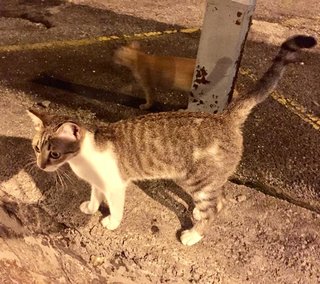 Loki - American Wirehair Cat