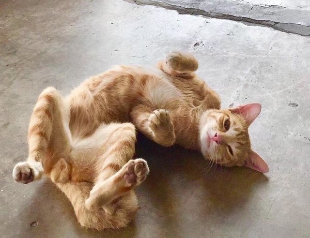 Mango - American Wirehair Cat