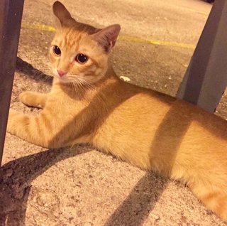 Marigold - American Wirehair Cat