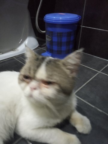 Unknown - Exotic Shorthair Cat