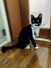 Inky - Domestic Short Hair Cat