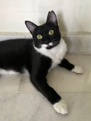 Inky - Domestic Short Hair Cat