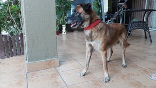 Simba - Mixed Breed Dog