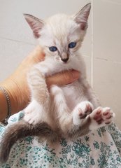 Pawy - Siamese + Domestic Medium Hair Cat