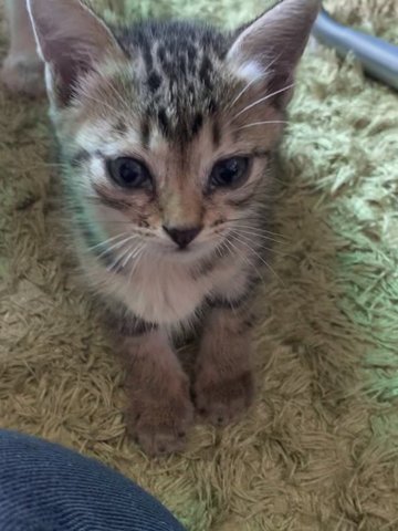 Coffee - Domestic Medium Hair + Tabby Cat