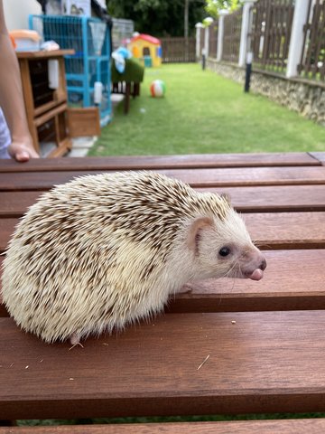 Anna - Hedgehog Small & Furry