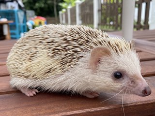 Anna - Hedgehog Small & Furry