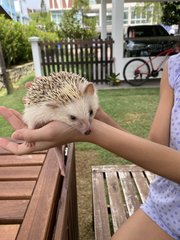 Anna - Hedgehog Small & Furry