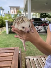 Anna - Hedgehog Small & Furry