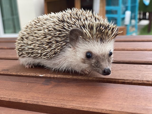 Olaf - Hedgehog Small & Furry