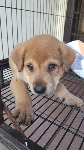 Leo The Lion - Mixed Breed Dog