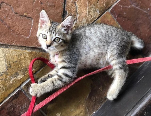 Yoda - Domestic Short Hair + Tabby Cat