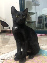 Chapati &amp; Puri - Domestic Short Hair Cat