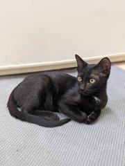 Chapati &amp; Puri - Domestic Short Hair Cat