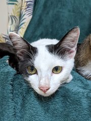 Chapati &amp; Puri - Domestic Short Hair Cat