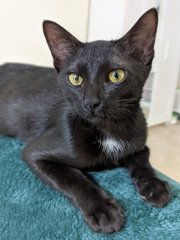 Chapati &amp; Puri - Domestic Short Hair Cat
