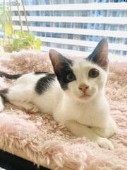 Chapati &amp; Puri - Domestic Short Hair Cat