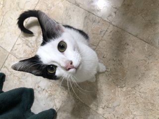 Chapati &amp; Puri - Domestic Short Hair Cat