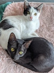 Chapati &amp; Puri - Domestic Short Hair Cat