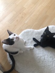 Chapati &amp; Puri - Domestic Short Hair Cat