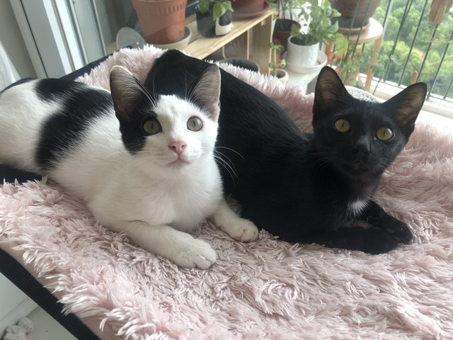 Chapati &amp; Puri - Domestic Short Hair Cat