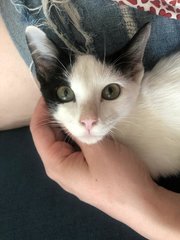 Puri - Domestic Short Hair Cat