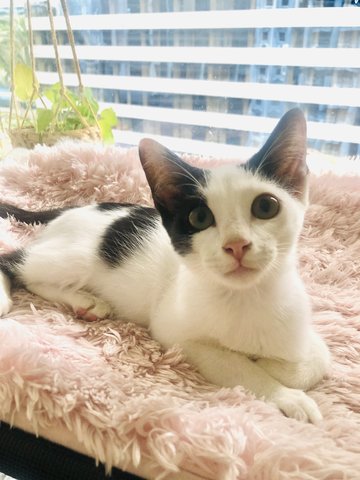 Puri - Domestic Short Hair Cat