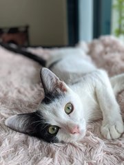 Puri - Domestic Short Hair Cat