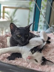Puri - Domestic Short Hair Cat