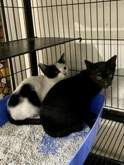 Puri - Domestic Short Hair Cat