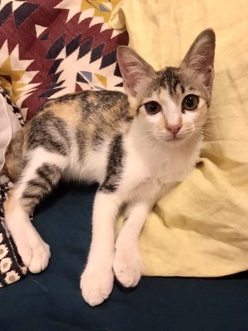 Raksha - Domestic Short Hair + Calico Cat