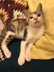 Raksha - Domestic Short Hair + Calico Cat