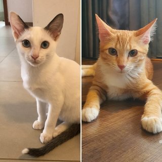 Koppi &amp; Bagel - Domestic Short Hair Cat