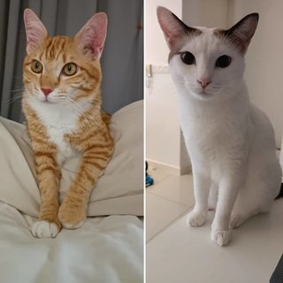 Koppi &amp; Bagel - Domestic Short Hair Cat