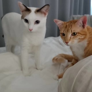 Koppi &amp; Bagel - Domestic Short Hair Cat