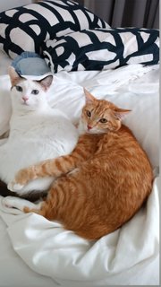 Koppi &amp; Bagel - Domestic Short Hair Cat