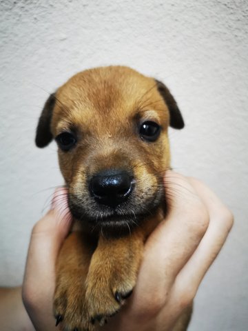 Kopi - Mixed Breed Dog