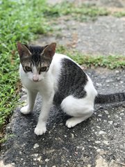 Pepper ( The Patient One) - Domestic Short Hair Cat