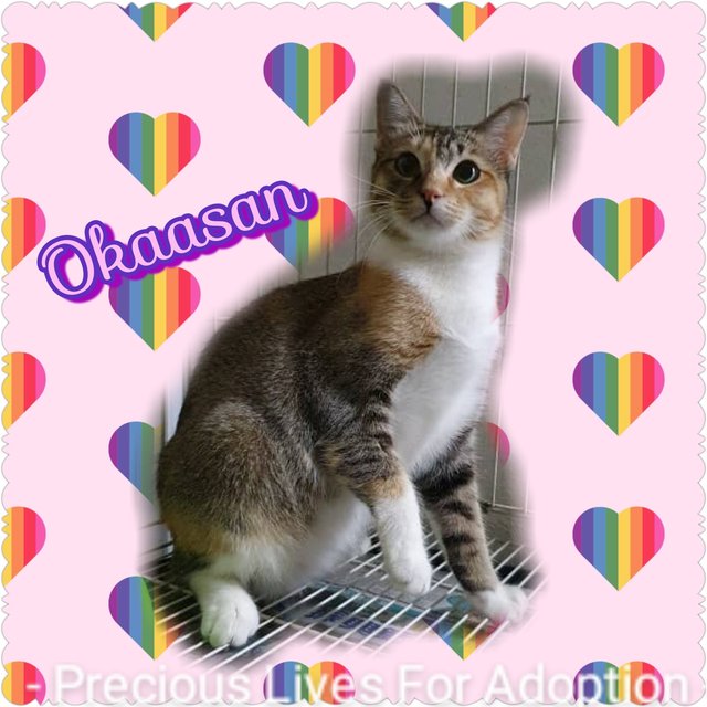 Okaasan  - Calico Cat