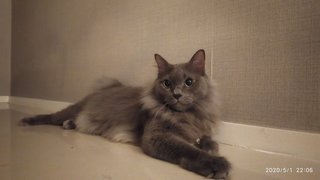 Daudsu &amp; Sashimi - Domestic Medium Hair Cat