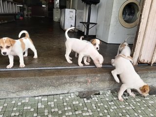 Cuties From Klang! - Mixed Breed Dog