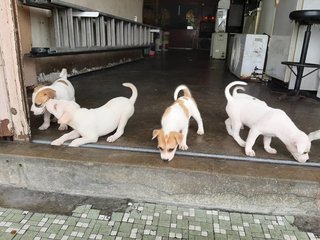 Cuties From Klang! - Mixed Breed Dog