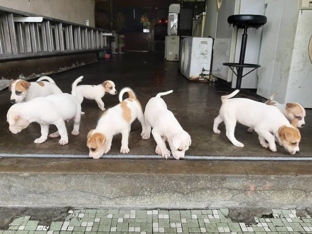 Cuties From Klang! - Mixed Breed Dog