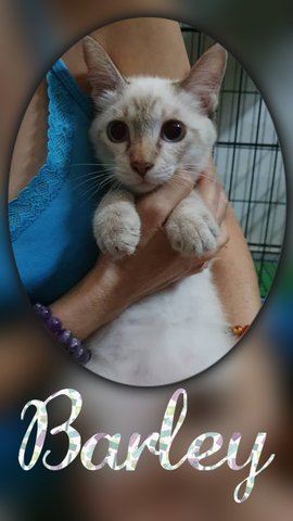 Barley - Japanese Bobtail Cat