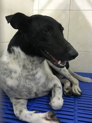 Abandoned Emily  - Mixed Breed Dog