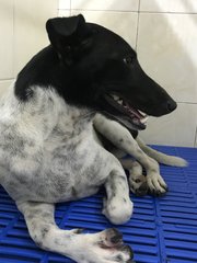 Abandoned Emily  - Mixed Breed Dog